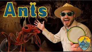 Ants for Kids  Educational Show For Kids [upl. by Evilo]