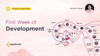 First week of Development  Embryology Lecture  Medical VLearning Courses Platform [upl. by Anirbed109]