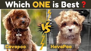 Havapoo Vs Cavapoo  Cavoodle  Comparison Between Two Poodle Mix Small Dog Breed [upl. by Bucella]