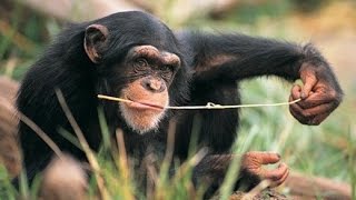 Wild Animals Chimp Uses Twig to Fish for Termites [upl. by Kawasaki961]