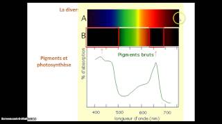 Les chloroplastes organites de la photosynthèse [upl. by Alitta971]