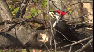 Pileated Woodpecker Call [upl. by Ednutabab]