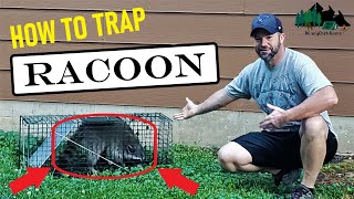 HOW TO TRAP amp RELEASE RACOON  LIVE TRAP METHOD [upl. by Nolak]