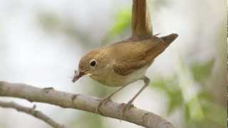 BTO Bird ID  Nightingale and Other Night Singers [upl. by Randy274]