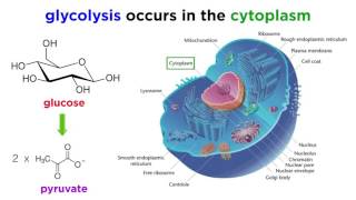 Cellular Respiration Part 1 Glycolysis [upl. by Ocirema]