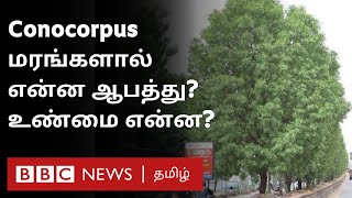 Conocarpus இந்தியா பாகிஸ்தானை அச்சுறுத்தும் மரங்கள்  தீர்வு என்ன [upl. by Ailemac296]