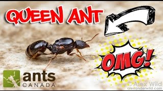 How to Catch A Queen Ant [upl. by Eedya]