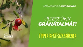 Ültessünk gránátalmát [upl. by Eloisa]