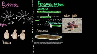 Budding spores fragmentation amp regeneration  How do organisms reproduce  Biology  Khan Academy [upl. by Ocko677]