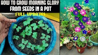 How To Grow Morning Glory From Seed FULL INFORMATION [upl. by Ajnotal]