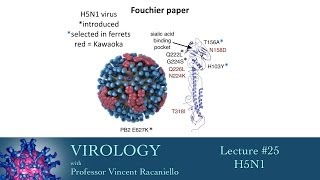 Virology 2014 lecture 25  H5N1 [upl. by Odnarb6]