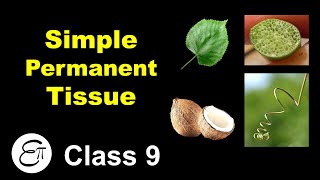 Simple Permanent Tissue  Plant Tissues Part 2  in Hindi for Class 9 [upl. by Chatterjee]