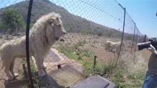 Feeding the White Lions at Lion amp Safari Park  Johannesburg [upl. by Baptiste]