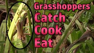 Grasshoppers  Catch Cook And Eat [upl. by Wampler798]