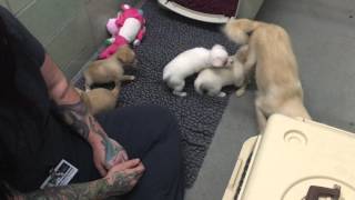 Reunion of Momma and Puppies at the Marin Humane Society [upl. by Annot]