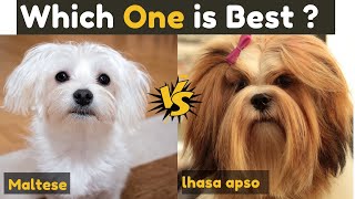 Lhasa Apso vs Maltese  Which One is Better [upl. by Nyahs]