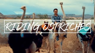 RIDING OSTRICHES in Oudtshoorn [upl. by Eecram]