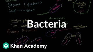 Bacteria [upl. by Samaria]