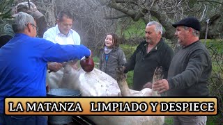 TRADICIÓN quot LA MATANZA quot 2020  LIMPIADO Y DESPIECE DEL CERDO [upl. by Leal]