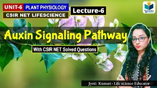 AUXIN SIGNALING PATHWAY  PHYTOHORMONEPART6 CSIR NETPLANT BIOLOGY [upl. by Nicol]