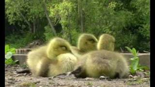 Canada Geese Goslings [upl. by Laaspere]