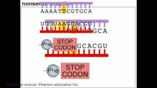 Mutation and DNA repair mechanism animation [upl. by Ettener]