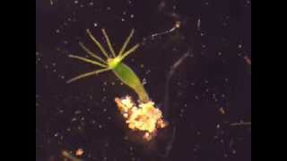 Hydra feeding on Artemia nauplii [upl. by Abigael723]