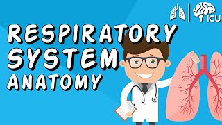 The Respiratory System CRASH COURSE [upl. by Phelan]