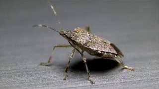 Brown Marmorated Stink Bug [upl. by Sieracki]