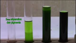 Chlorophylle Extraction séparation  absorption radiations spectre dabsorption et fluorescence [upl. by Oconnor994]