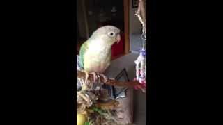 Conures singing [upl. by Nitsir]