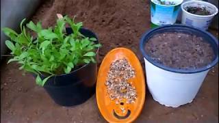 How to Grow Calendula From Seeds [upl. by Hawker]