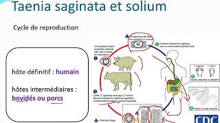 Chapitre 10 Parasitologie partie 31Les cestodes [upl. by Bouchier]