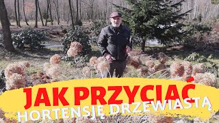 Jak krótko przyciąć dużą hortensję drzewiastą [upl. by Cyprian]