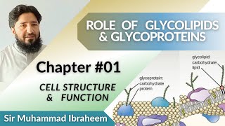 Role of Glycoproteins and Glycolipids [upl. by Colley314]