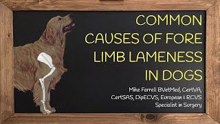 Forelimb lameness [upl. by Nnyl546]