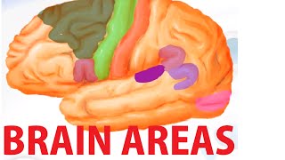 Functional Brain Areas  Brain Anatomy Cortex [upl. by Urania]