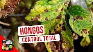 GUIA COMPLETA HONGOS  CONOCE Y CONTROLA LOS HONGOS DE TUS PLANTAS  SCUDO  OSPOVI 55 [upl. by Rumney501]