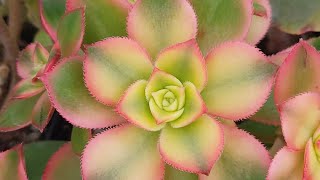 HOW TO GROW Aeonium quotKiwiquot [upl. by Aguayo911]