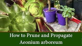 How to Prune and Take Cuttings of Aeonium arboreum  The Tree Aeonium [upl. by Peih]