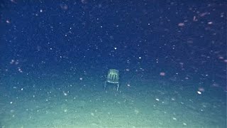 Thalassophobia images with unsettling music [upl. by Eeb]