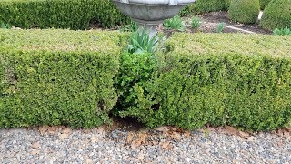 Fixing a Damaged Boxwood Hedge 🌿 [upl. by Nnaeel]