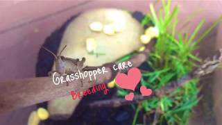 Grasshopper Care Breeding [upl. by Ennove]