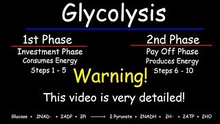 Glycolysis  Biochemistry [upl. by Tham]