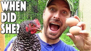 When Do Chickens Start To Lay Eggs 3 Easy Ways To Tell [upl. by Magner]