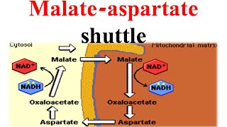 Malate aspertate shuttle [upl. by Burkley916]