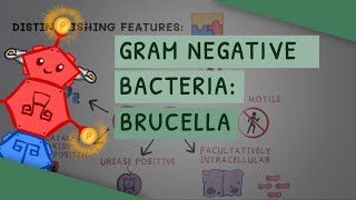 Gram Negative Bacteria Brucella [upl. by Notnel]