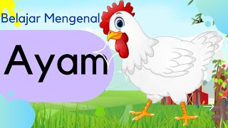 Mengenal Hewan Ayam  manfaat jenis dan perkembangbiakan ayam [upl. by Enahs]