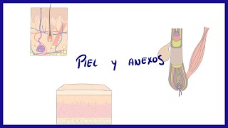 ANATOMIA  Piel y anexos folículo piloso uñas y glándulas  BLASTO [upl. by Aileme]