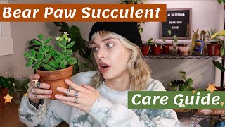 The CUTEST succulent you need one  Bear PawCotyledon tomentosa Care Guide [upl. by Acillegna554]